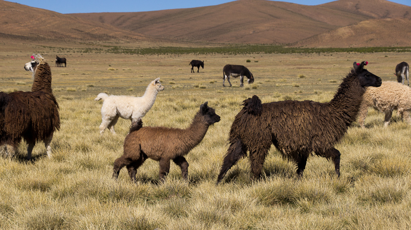 onze eerste lama's, er zullen er nog vele volgen