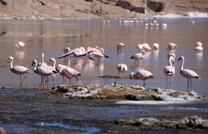 winterharde flamingo's
