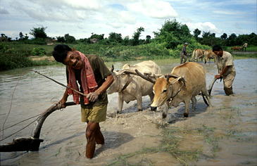 Rijstveld ploegen, Cambodja