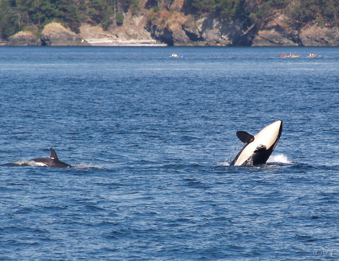 38  orca's bij Victoria
