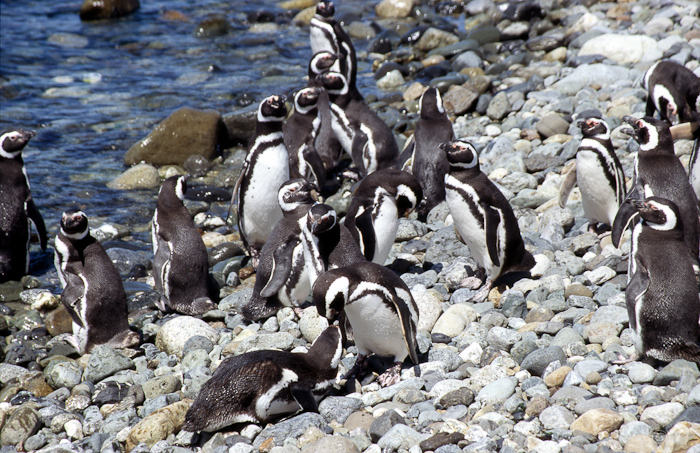05 Punta Arenas, pinguinexcursie