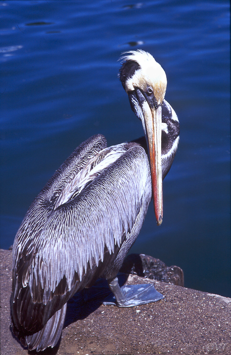 31 de pelikanen in Valdivia kun je bijna aanraken 