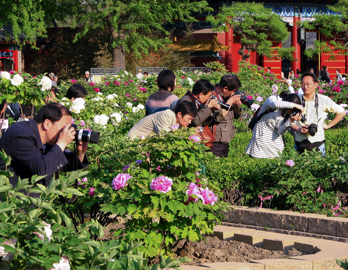 Chinezen zijn gek op bloemen, Beijing