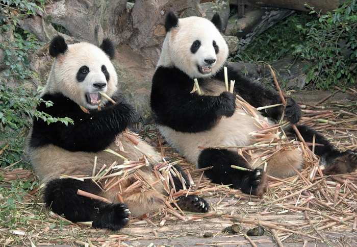 Reuzen panda's in Chengdu
