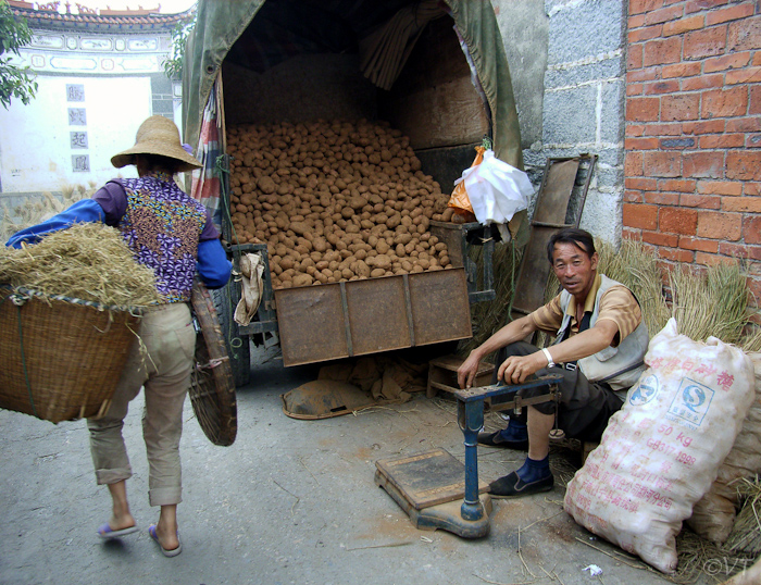 Xinhou, aardappelboer