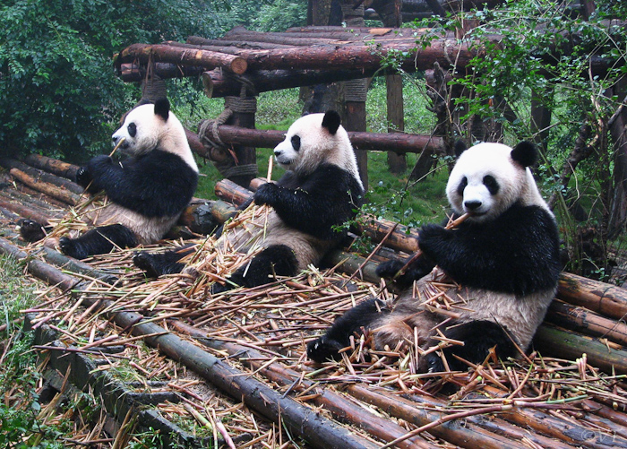07 Giant panda fokcentrum in Chengdu