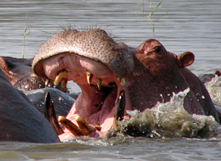 nijlpaarden in het Chamo-meer
