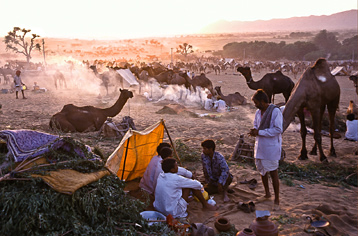 Puskhar jaarlijkse kamelenmarkt