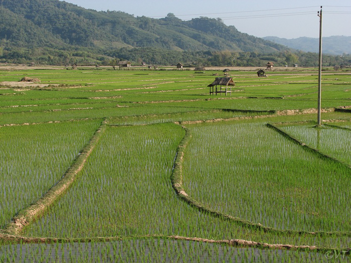 46  rijstvelden in Laos