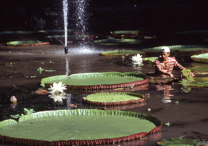 26  reuzen waterlelies in de botanische tuin van Bogor
