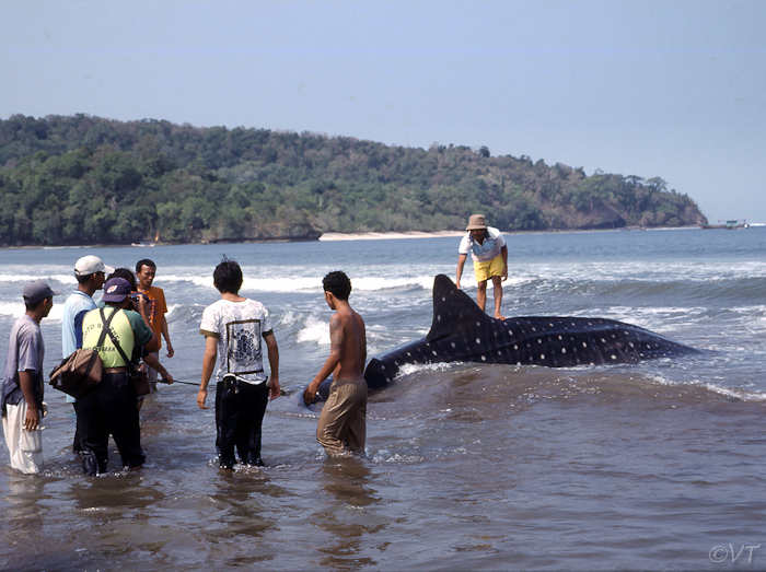34  een walvishaai op het strand van Pangandaran