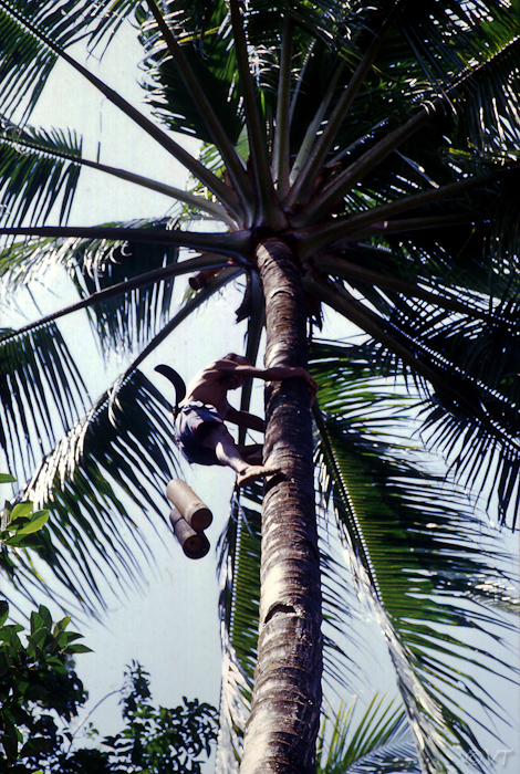 36  het oogsten van palmsuikersap uit de suikerpalm