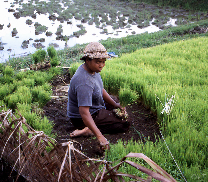 70a  de jonge rijstplantjes worden in bossen gebonden om verspeend te worden