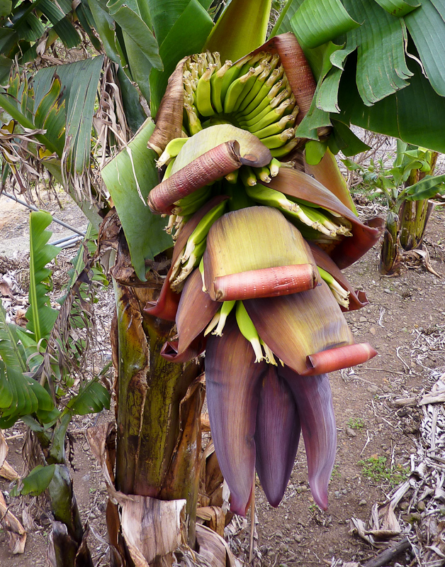 bananenplantages zijn een belangrijke bron van inkomsten