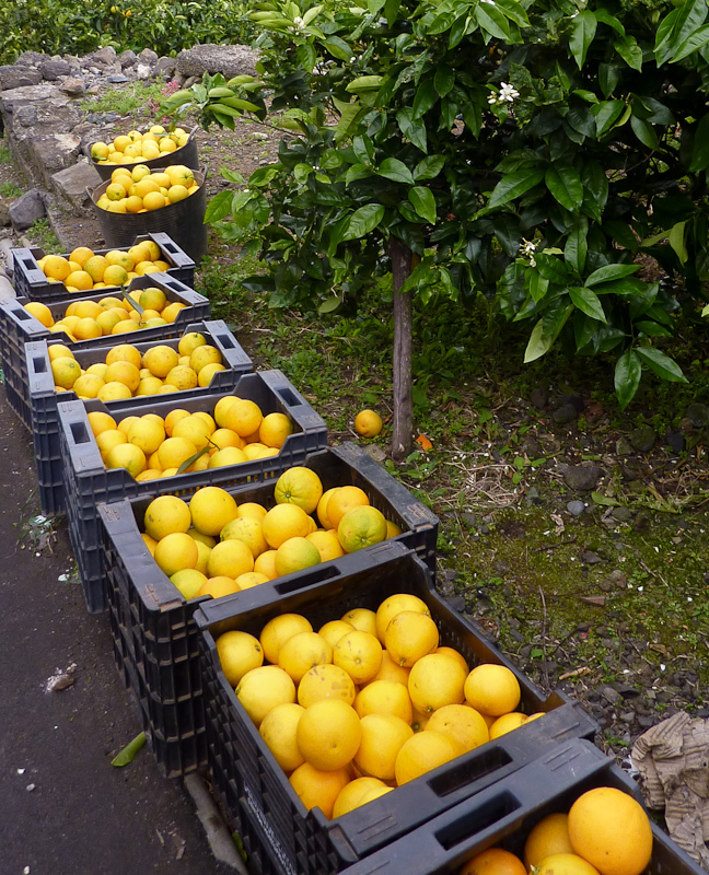 tijdens onze eerste wandeling kregen we van een boer een paar sappige sinaasappels