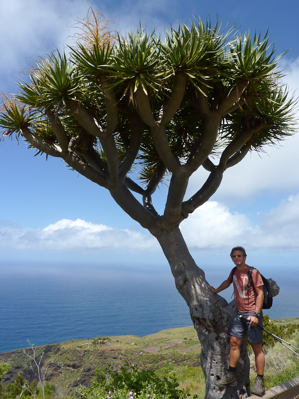 typisch voor de Canarische eilanden, de Drakenbloedboom