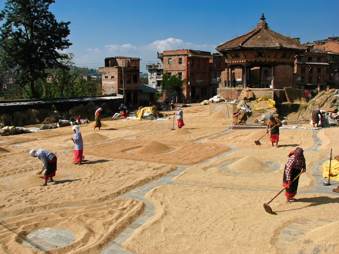 05  Iedere vierkante meter in Bhaktapur wordt gebruikt om de rijstoogst te drogen
