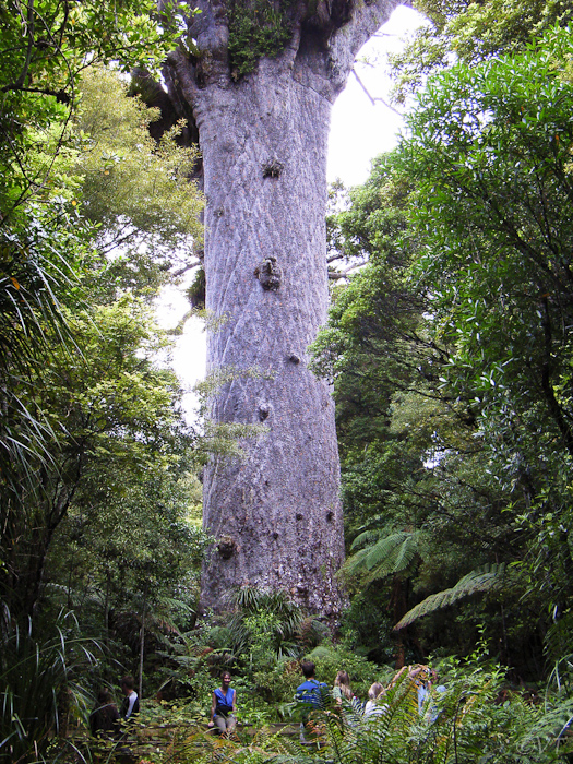 06 de gigantische Kauri bomen zijn een beschermde soort