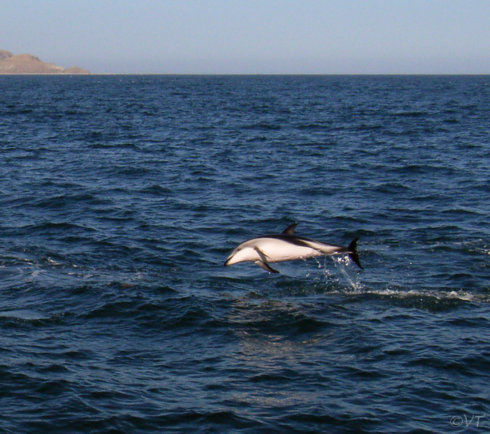 24 dolfijnen spotten bij Kaikoura