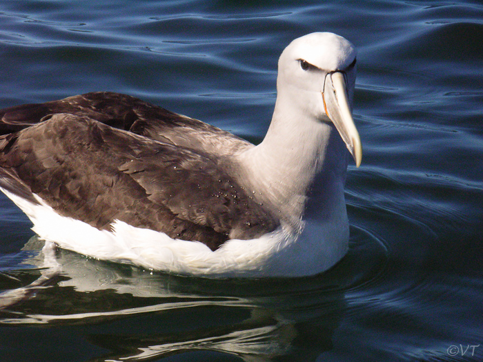 26 albatros-excursie bij Kaikoura