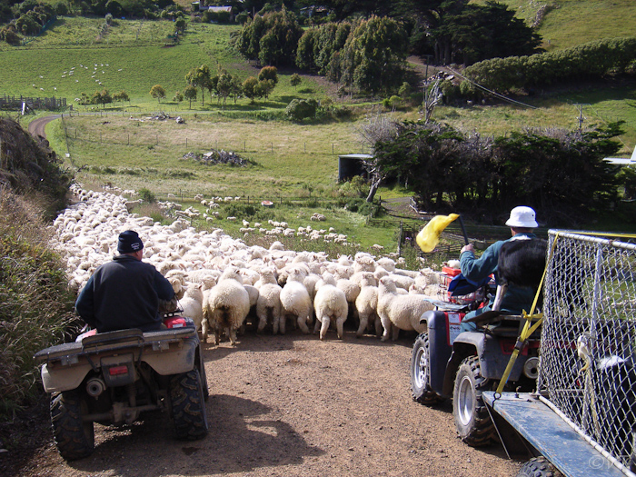53 er zijn ongeveer 50 miljoen schapen in Nieuw Zeeland