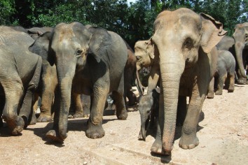 Pinnewala olifantenverzorgingstehuis