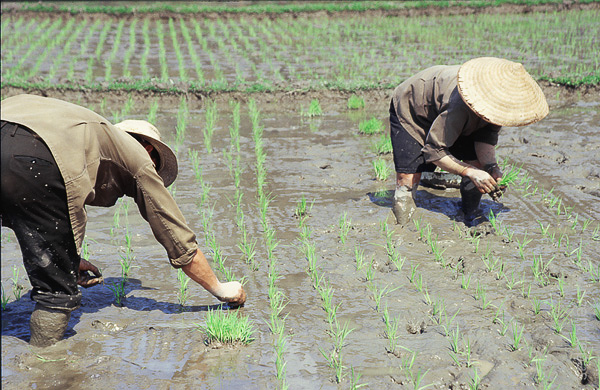 61 Mai Chau rijstplanters