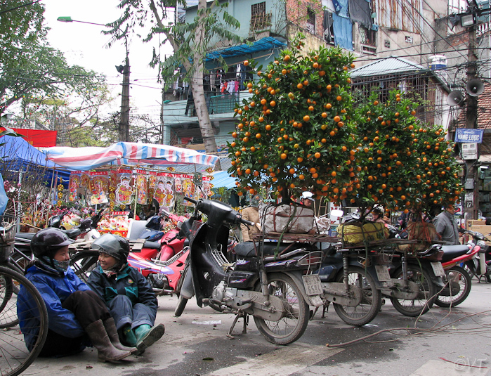 59  voor TET, het Vietnamese nieuwjaar plaatst men sinasappelboompjes