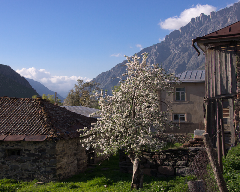 Kazbegi