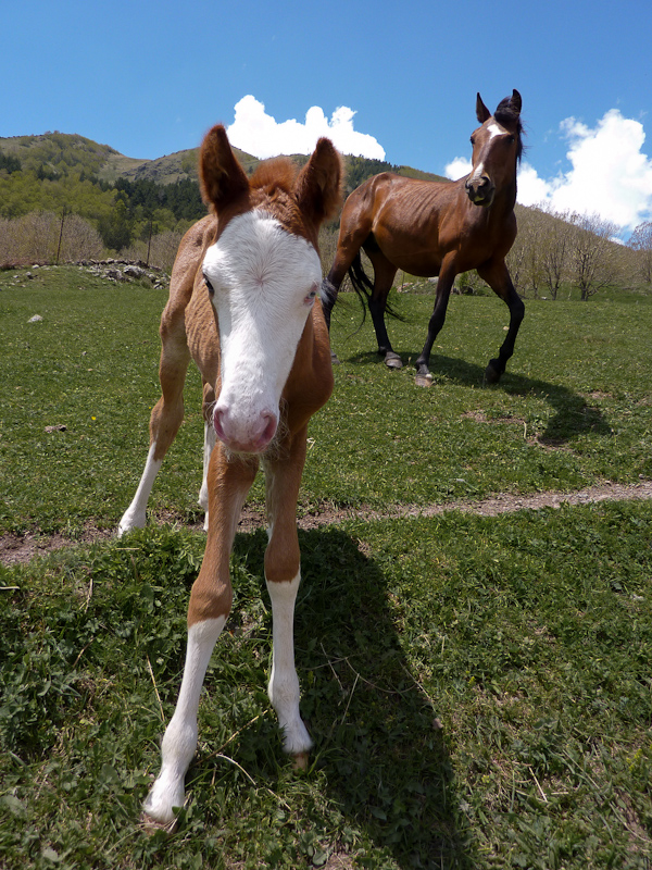 Kazbegi