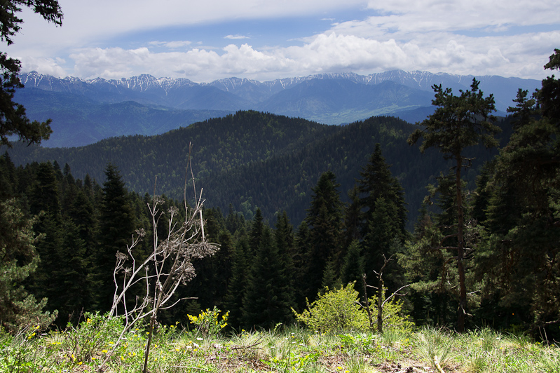 in het Borjomi Park vind je o.a. beren en lynxen