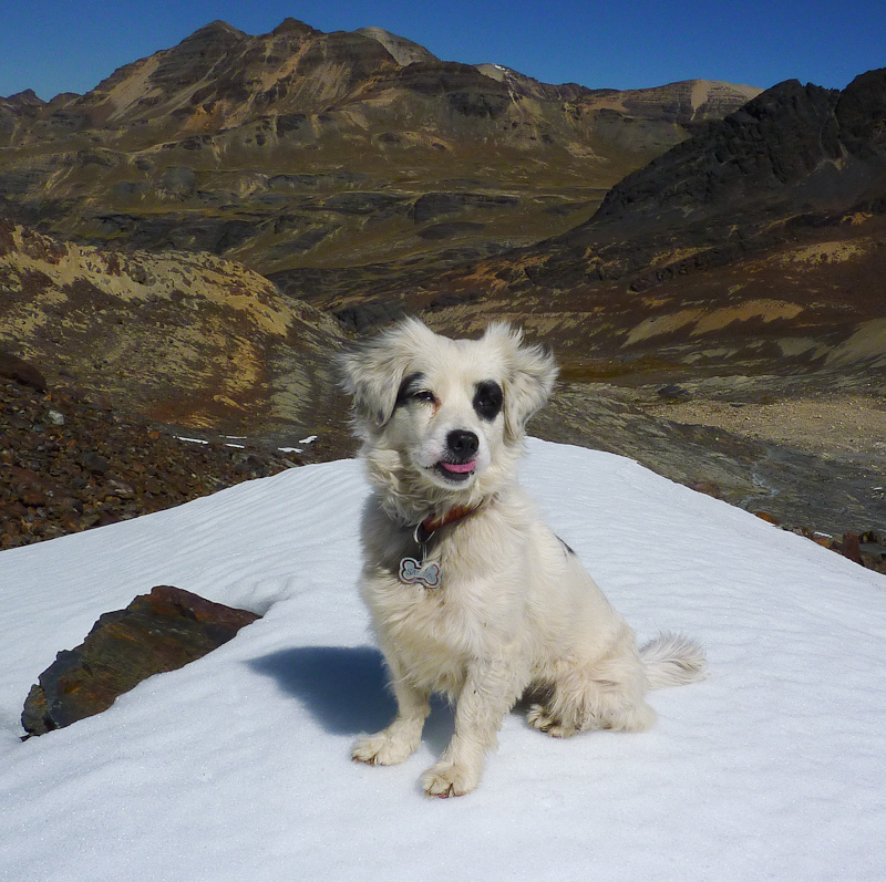 Salta, de hond van onze gastvrouw in La Paz