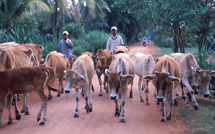 19  Siem Reap landweg