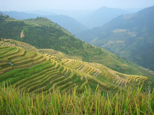 15 Longsheng rijstterassen