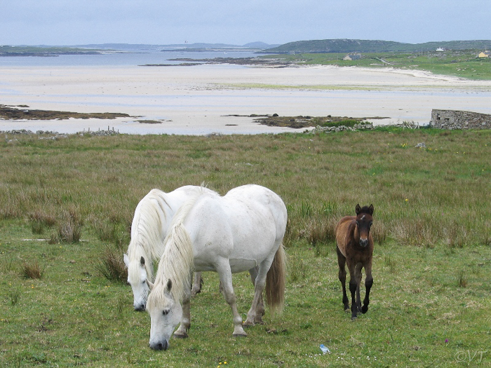 35 Paarden