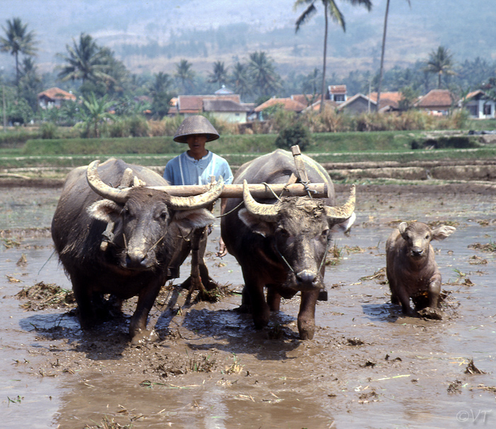 29  waterbuffels als ploeg