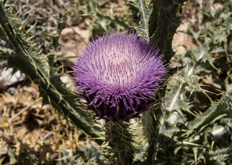 cactusbloem