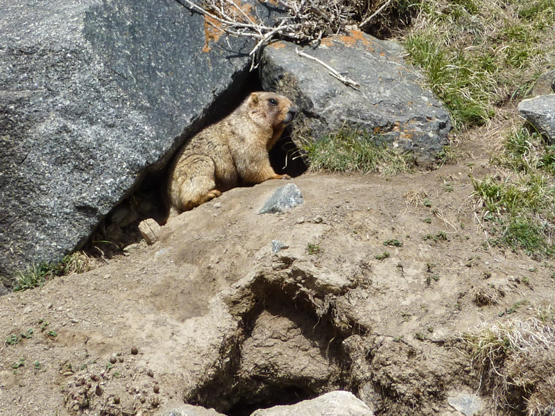 bergmarmot bij het Köl Ukük meer