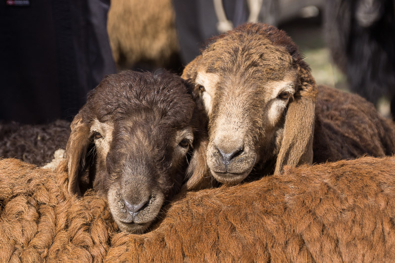 de wekelijkse Zondag veemarkt bij Karakol