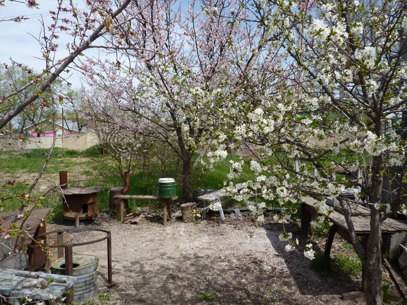 onze tuin van het Terskey guesthouse in Karakol