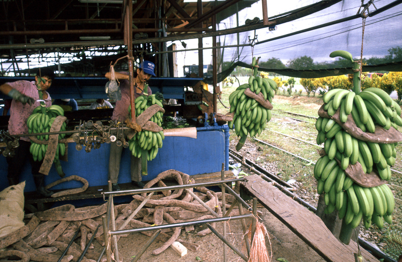 26  Costa Rica bananenplantage