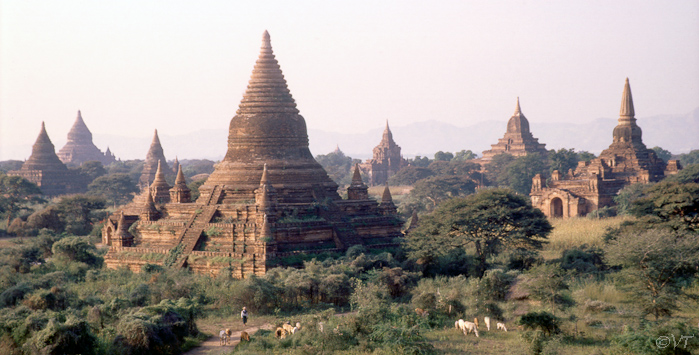 49-Bagan tempelcomplex in het ochtendlicht