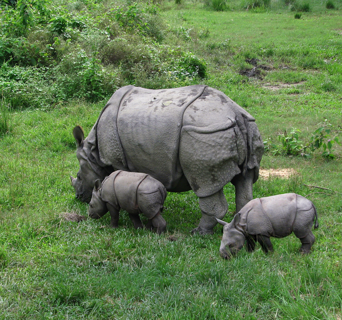 23  Chitwan National Park