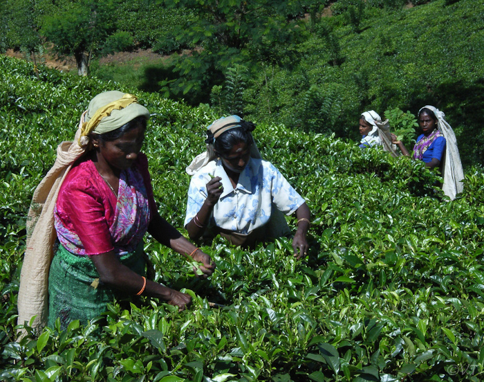 60 theepluksters bij Nuwara Eliya