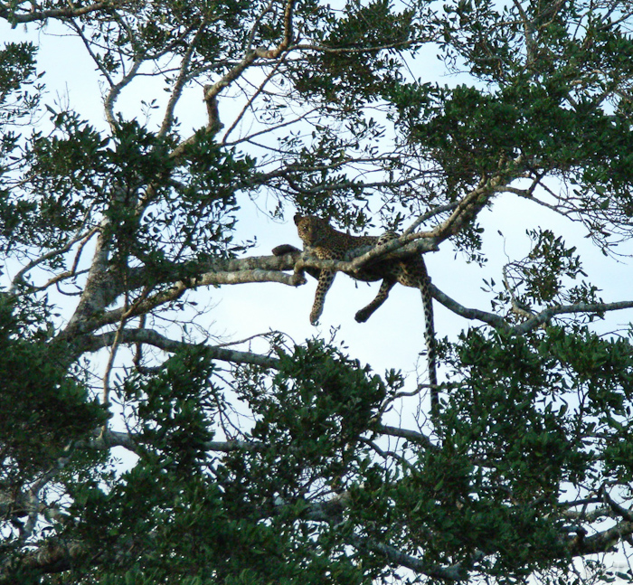 87 luipaard in het Yala NP